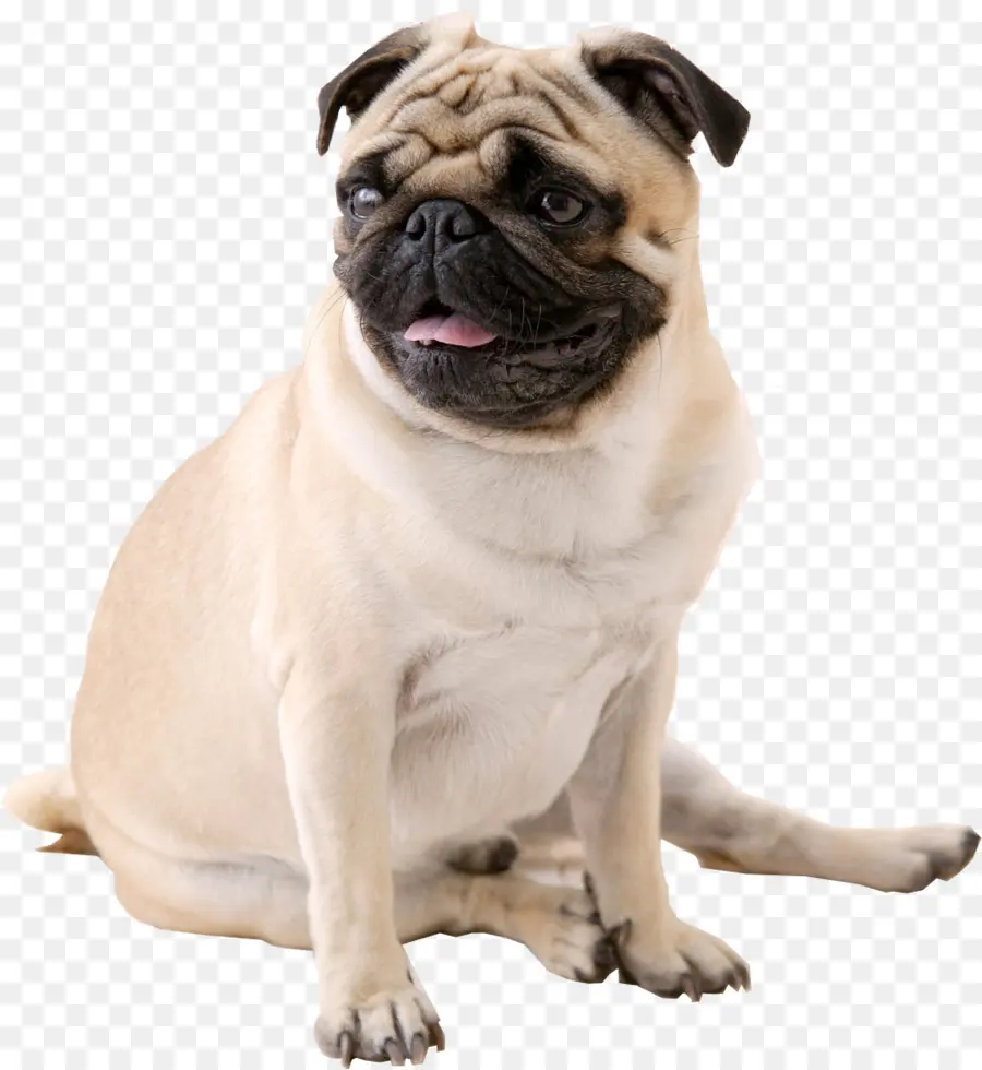 Pug，Anjing PNG