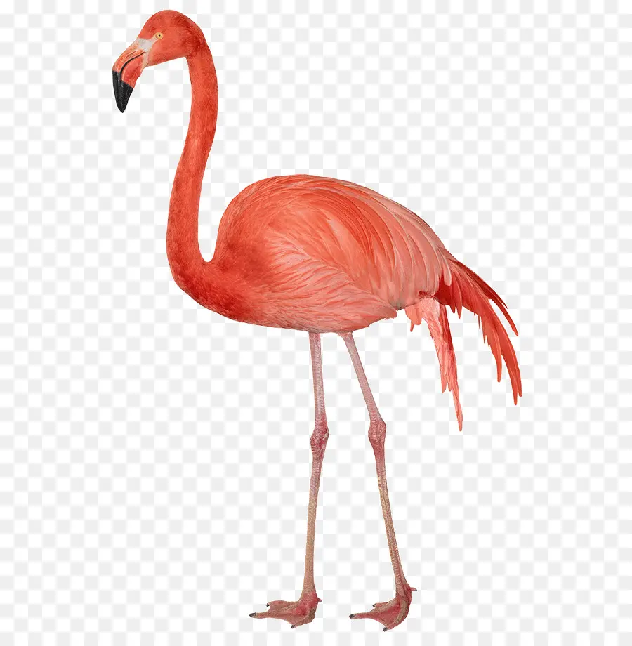 Flamingo，Resolusi Layar PNG