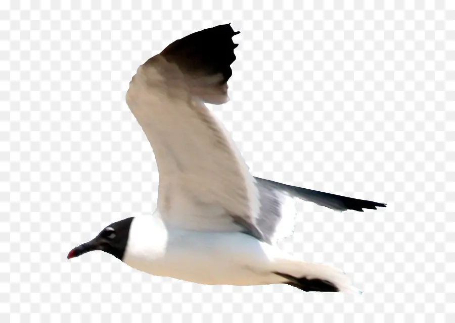 Camar，Burung PNG