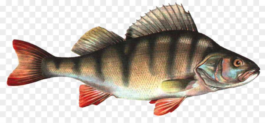 Ikan，Flyfishingru PNG