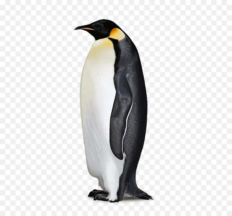 Antartika，Penguin PNG