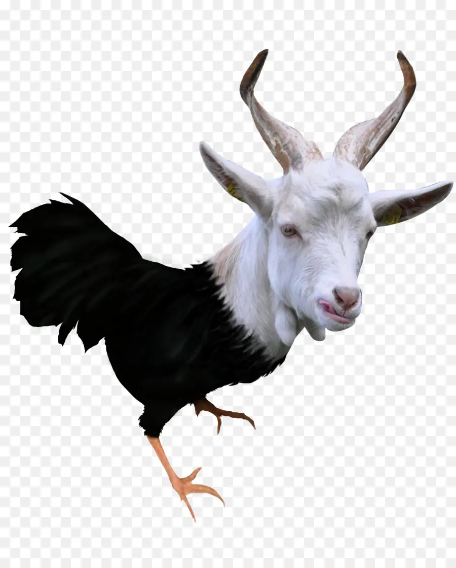 Hewan Hibrida，Kambing PNG