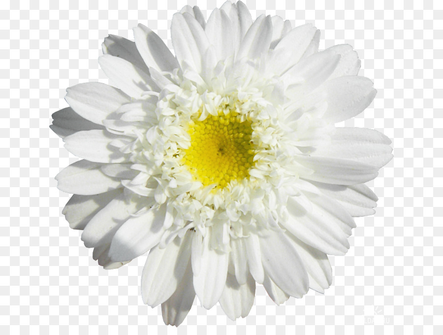 Margarita，Daisy Umum PNG