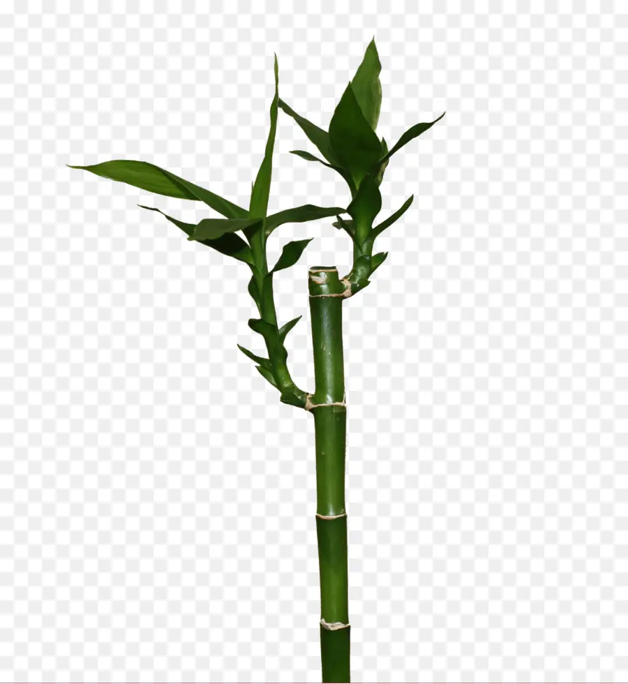 Bambu，Bambu Beruntung PNG