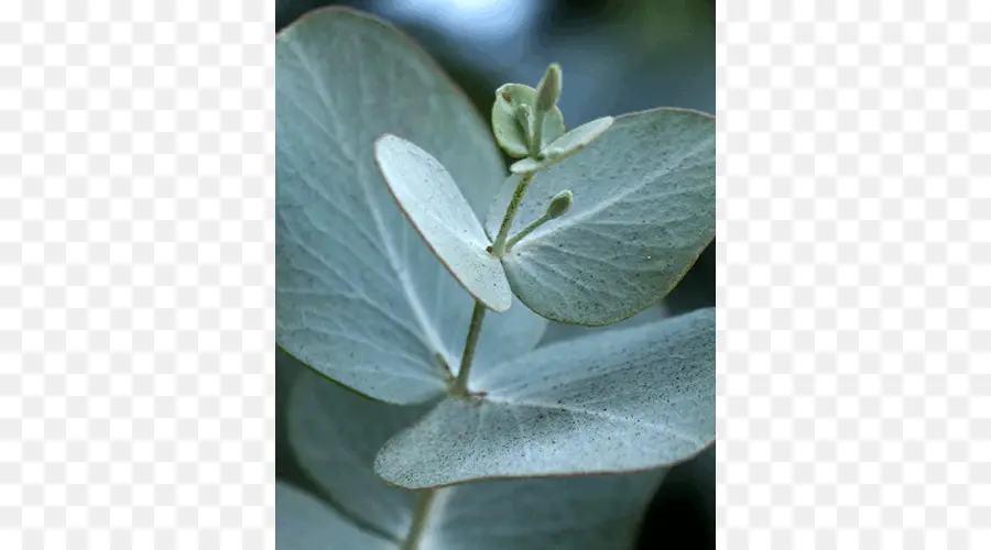 Eucalyptus Radiata，Eucalyptus Cinerea PNG