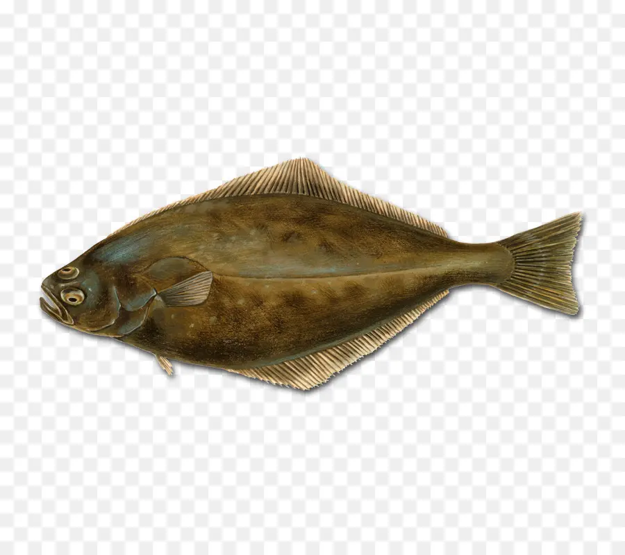 Halibut，Ikan PNG