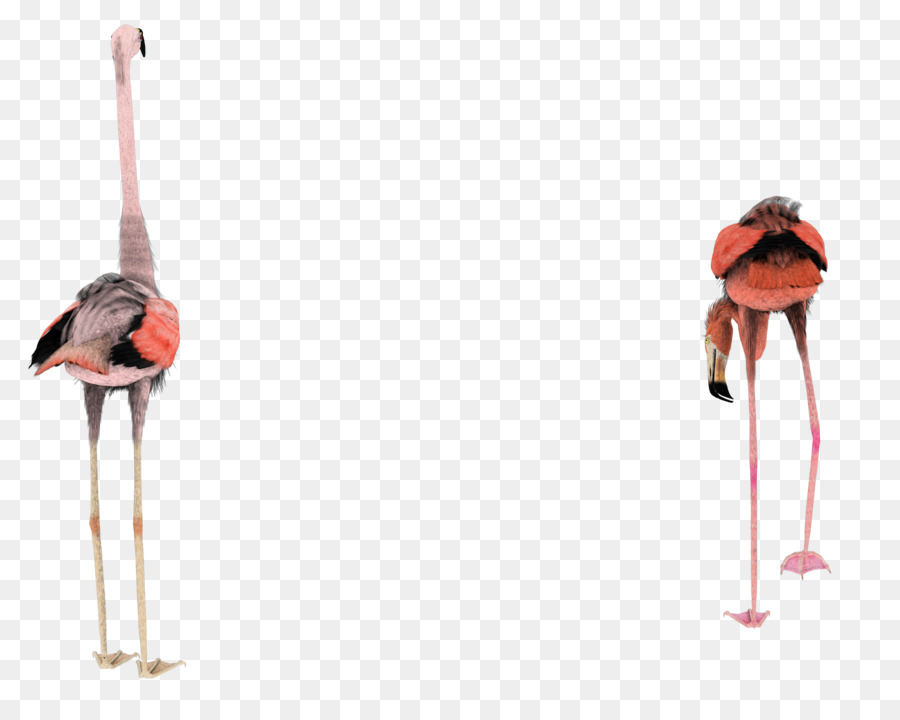 Flamingo，Berwarna Merah Muda PNG