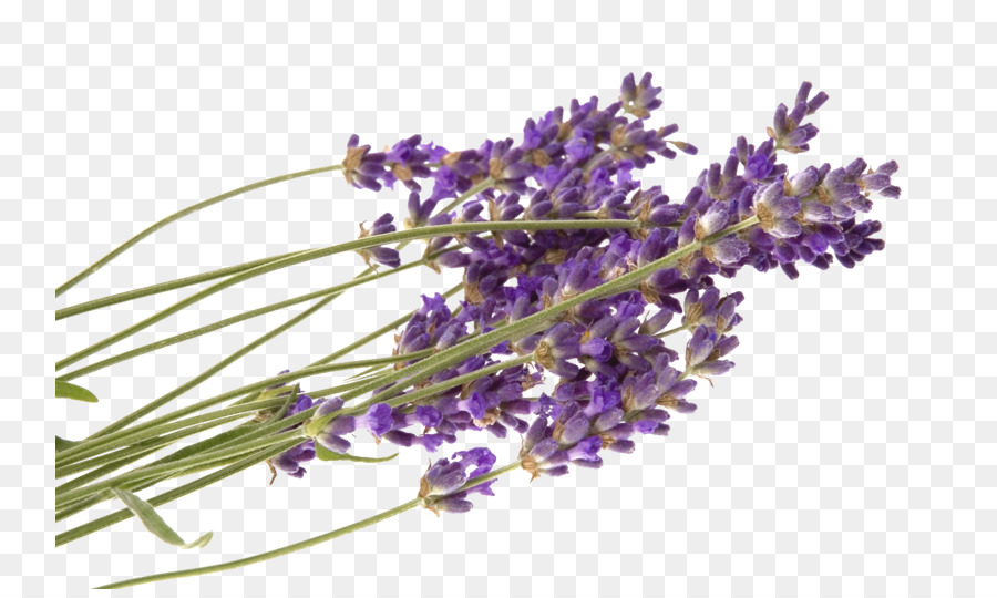 Amerika Serikat，Lavender PNG