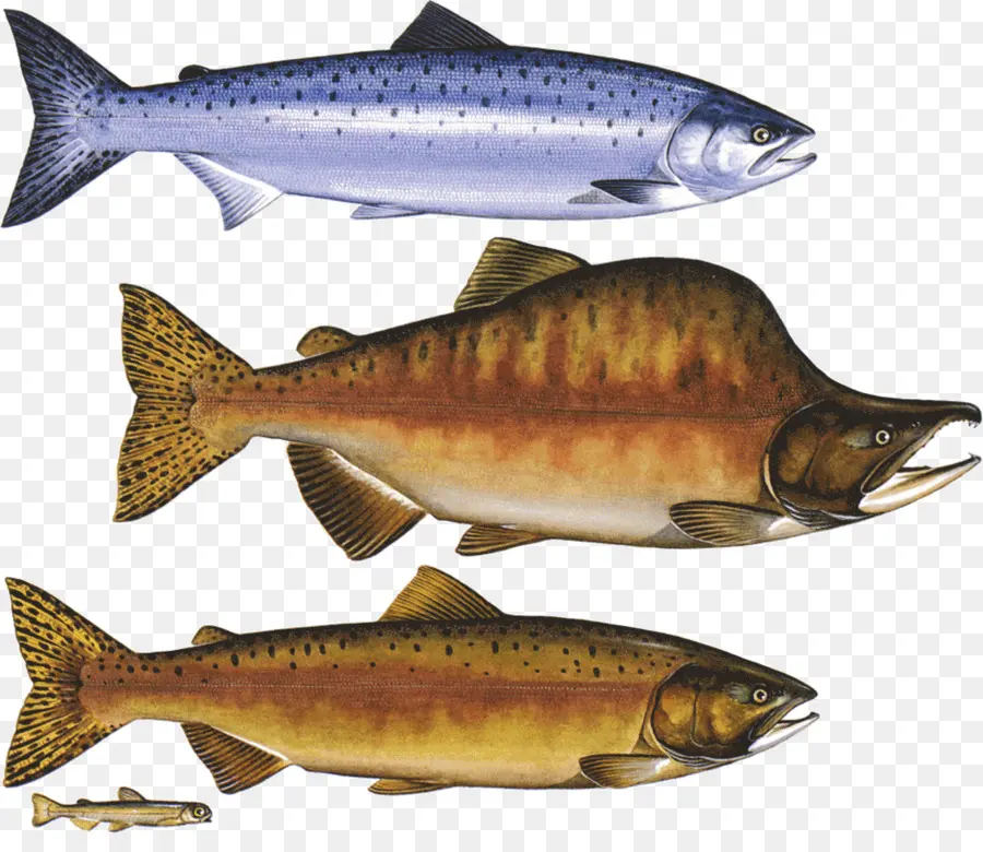 Ikan，Ikan Salmon PNG