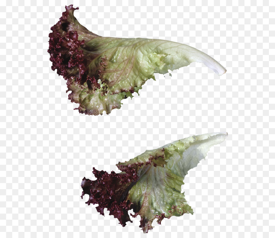 Selada，Salad PNG