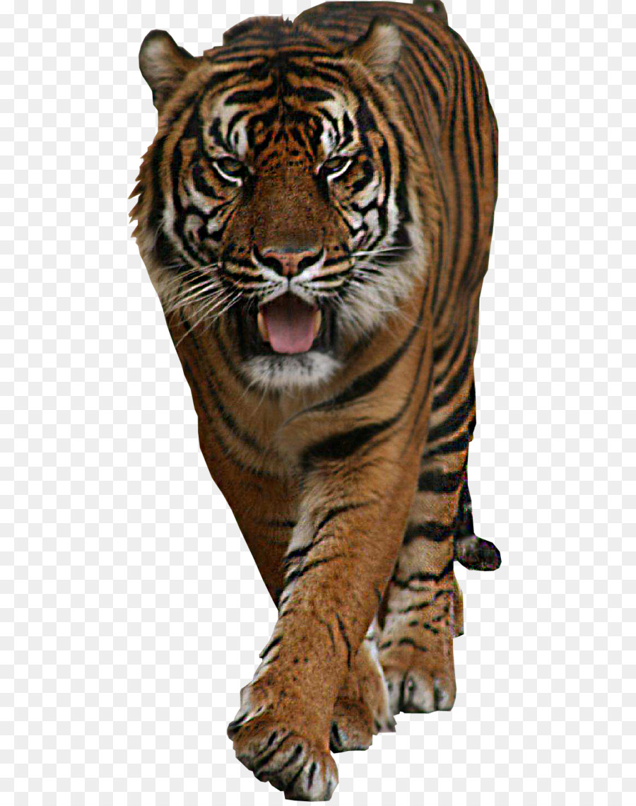 Harimau，Kucing Besar PNG