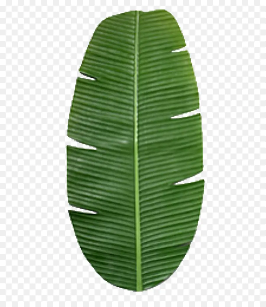 Daun，Hijau PNG