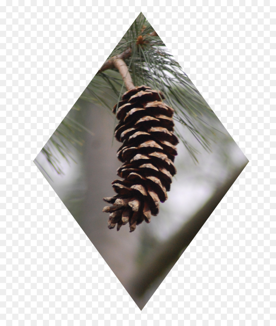 Pinus，Runjung PNG