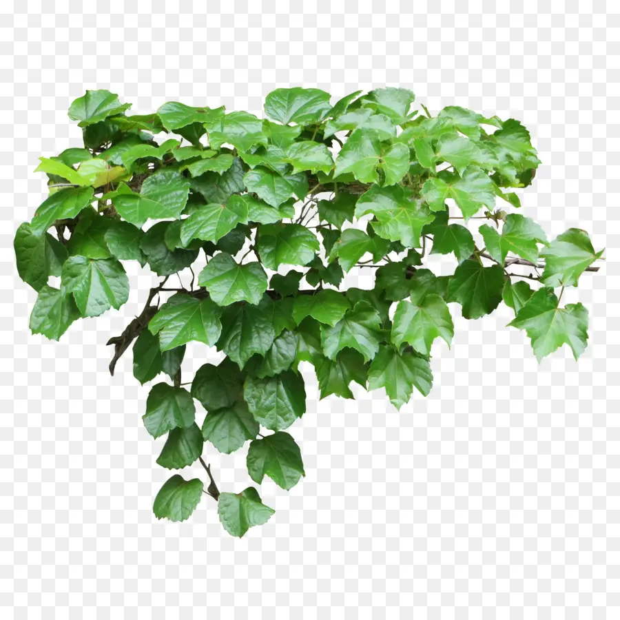 Tas，Ivy Umum PNG