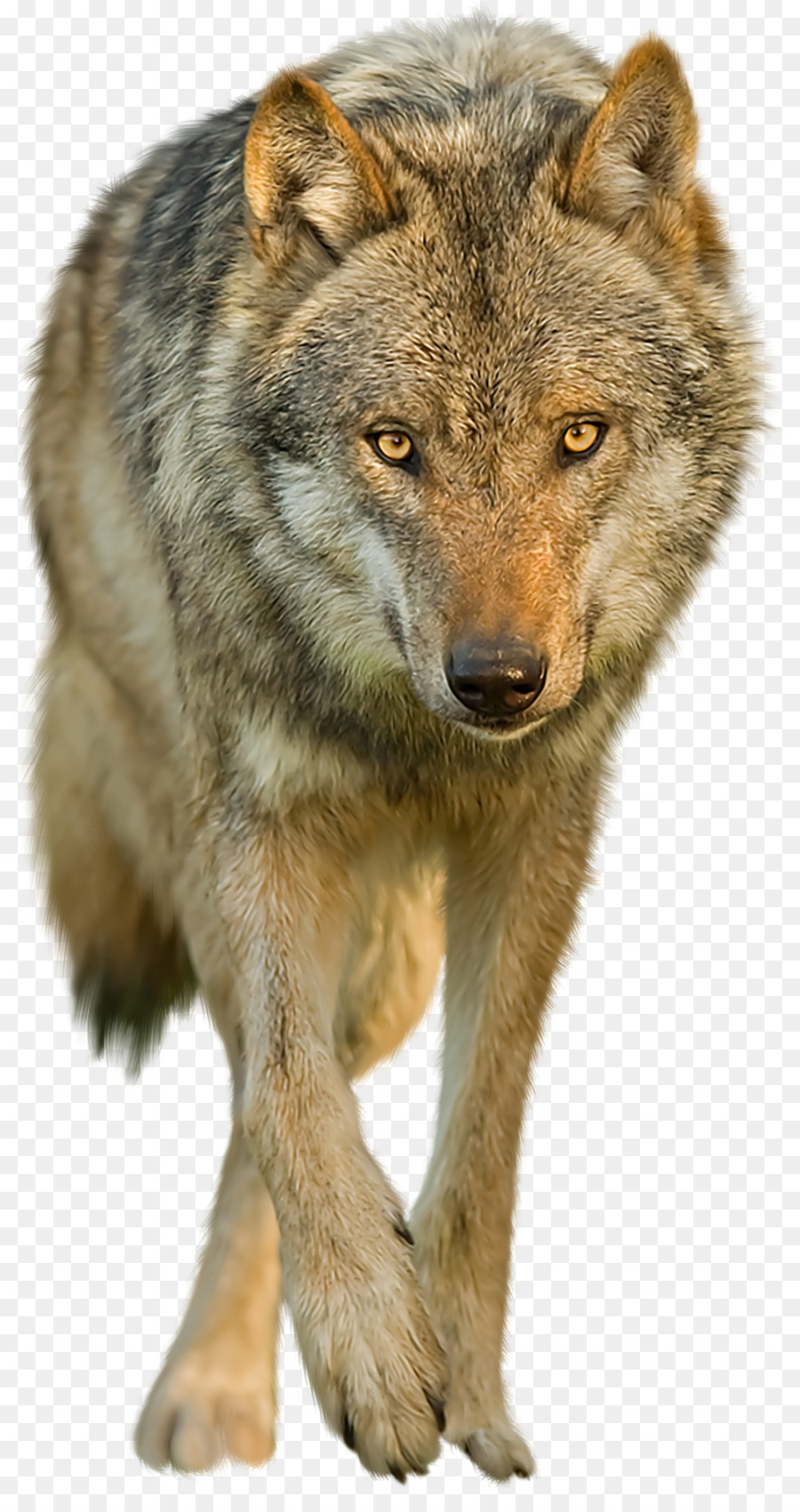 Anjing Serigala Hitam  PhotoScape gambar png