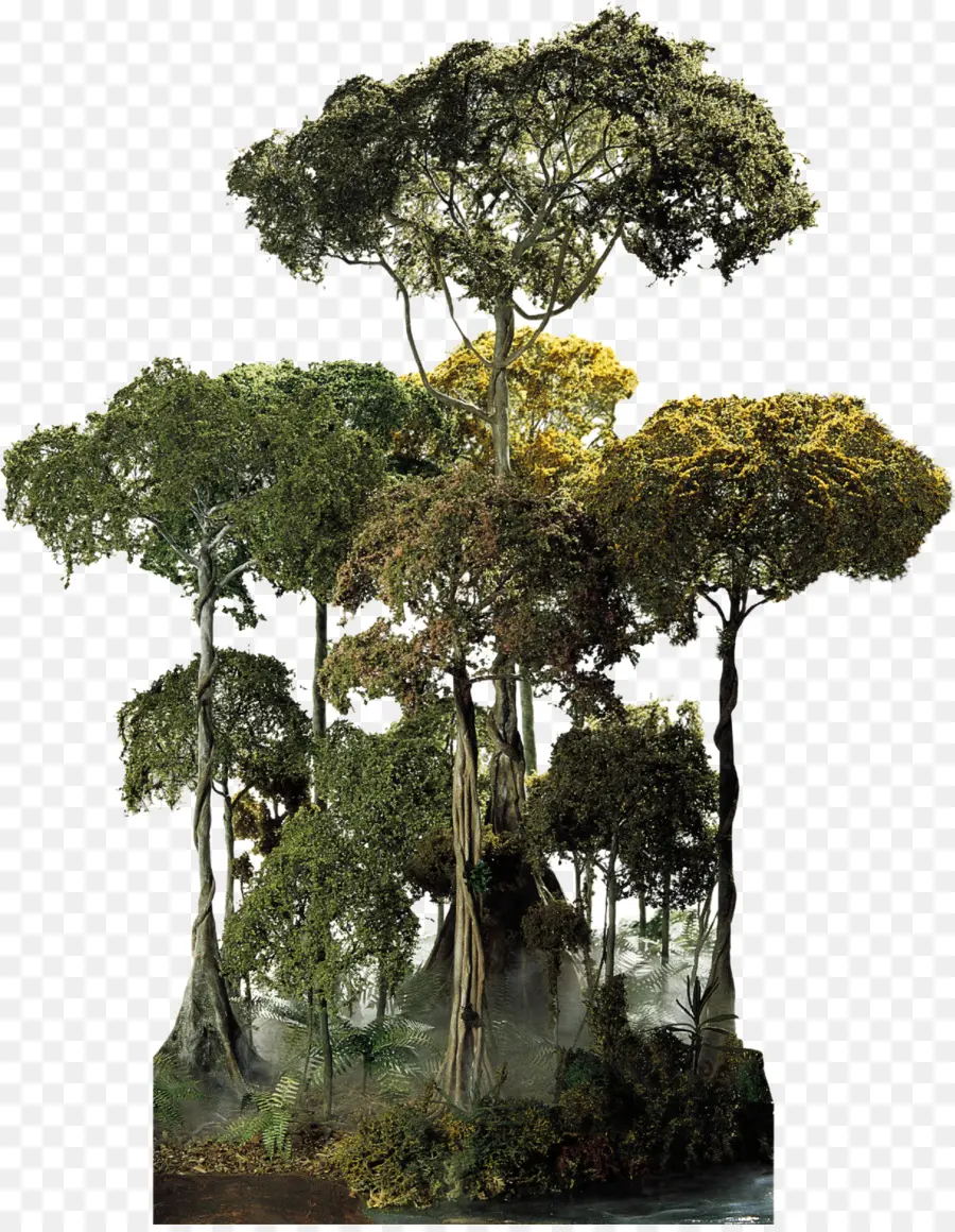 Hutan Nasional El Yunque，Hutan Amazon PNG