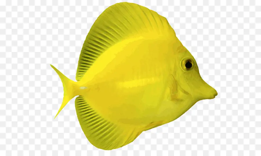 Angelfish，Kuning Bau Amis PNG