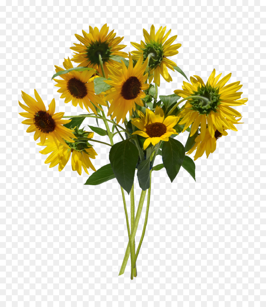 Umum Bunga Matahari Bunga Informasi Gambar Png