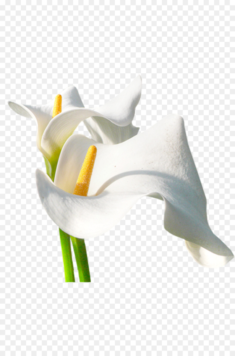 Bunga Calla Lily Putih，Bunga PNG