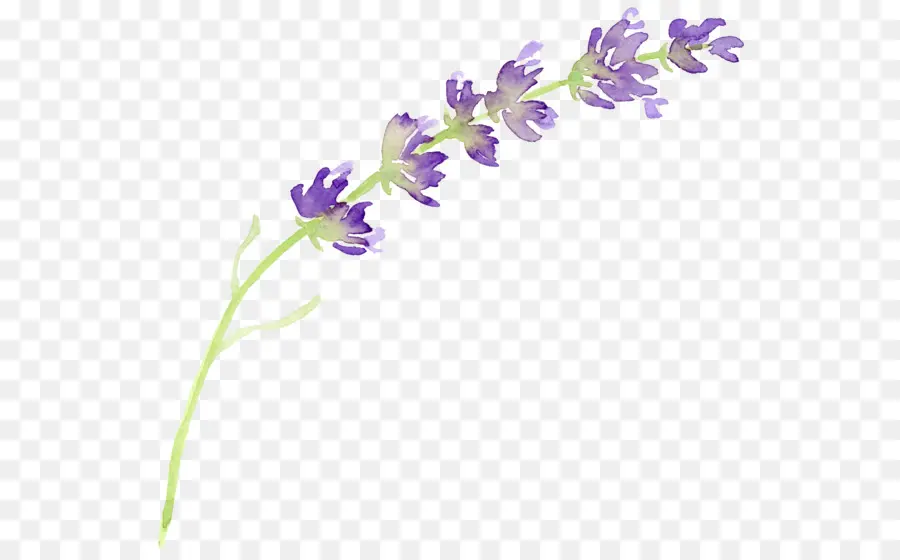 Lavender Inggris，Bunga PNG
