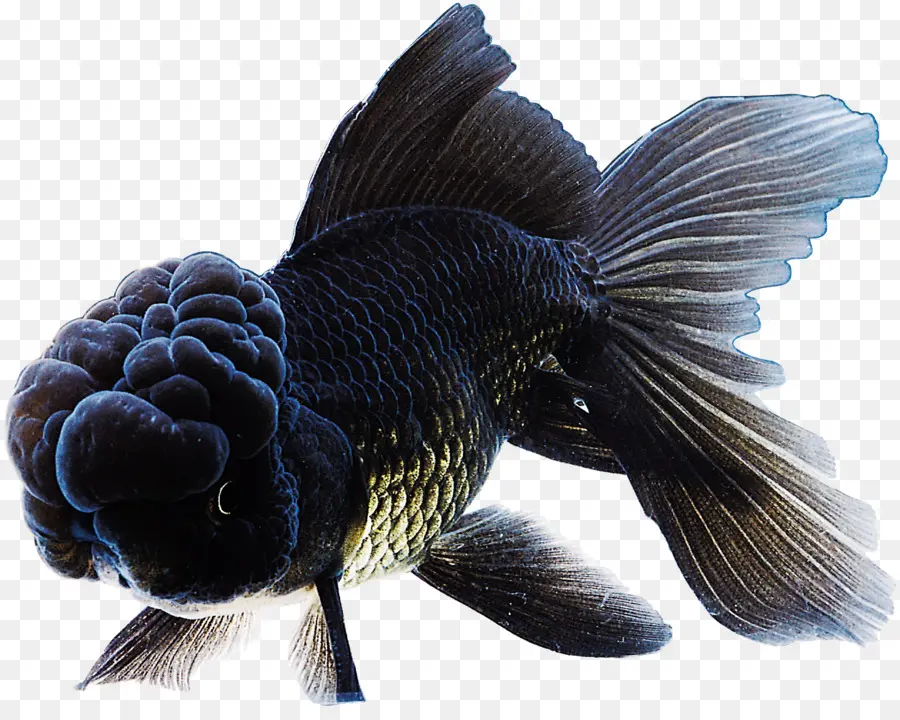 Ikan Mas Hitam，Hitam PNG