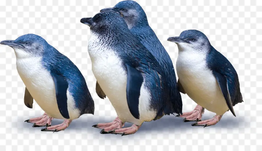 Penguin，Kelompok PNG