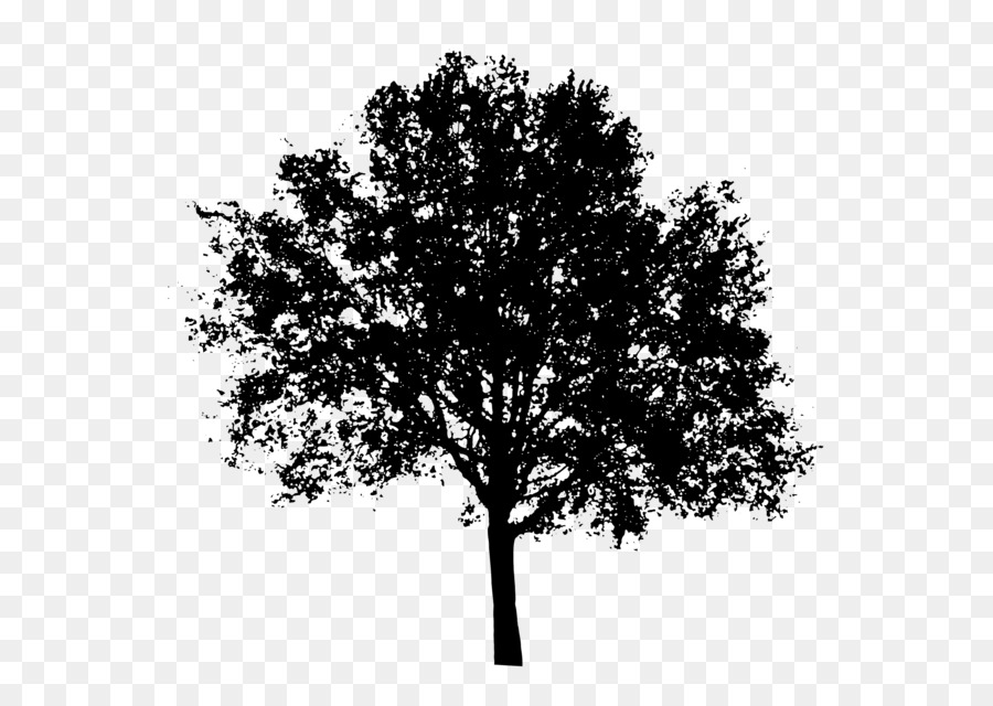  Pohon  Siluet  Oak gambar png