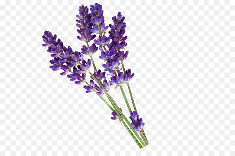 Lavender Inggris，Minyak Esensial PNG