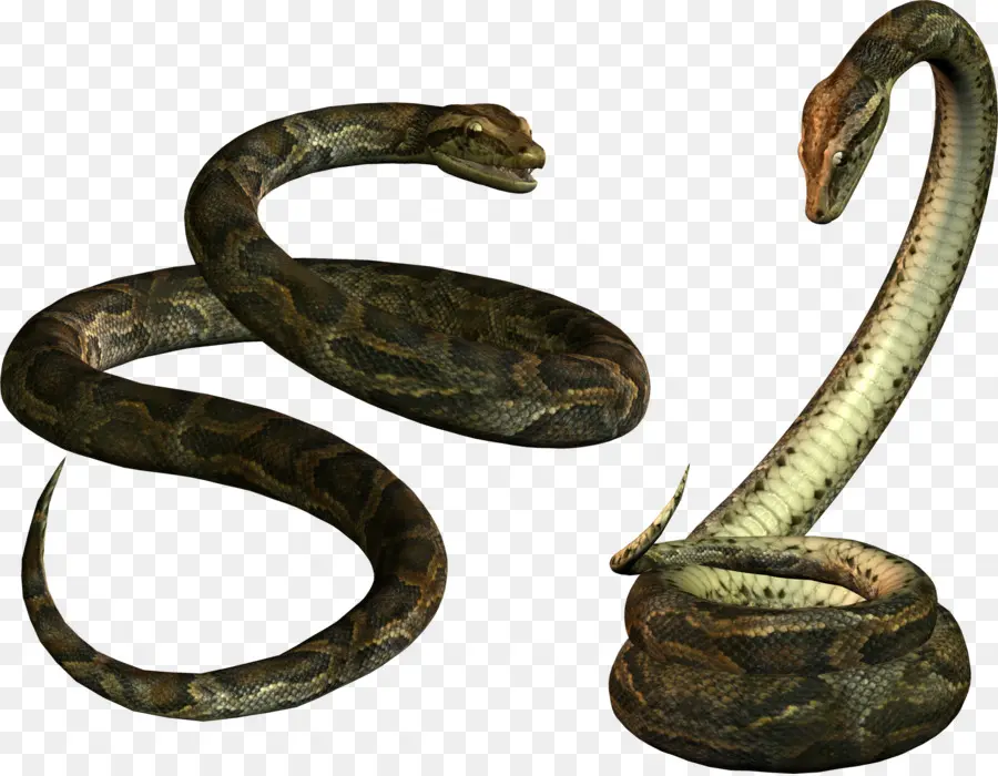 Ular，Reptil PNG