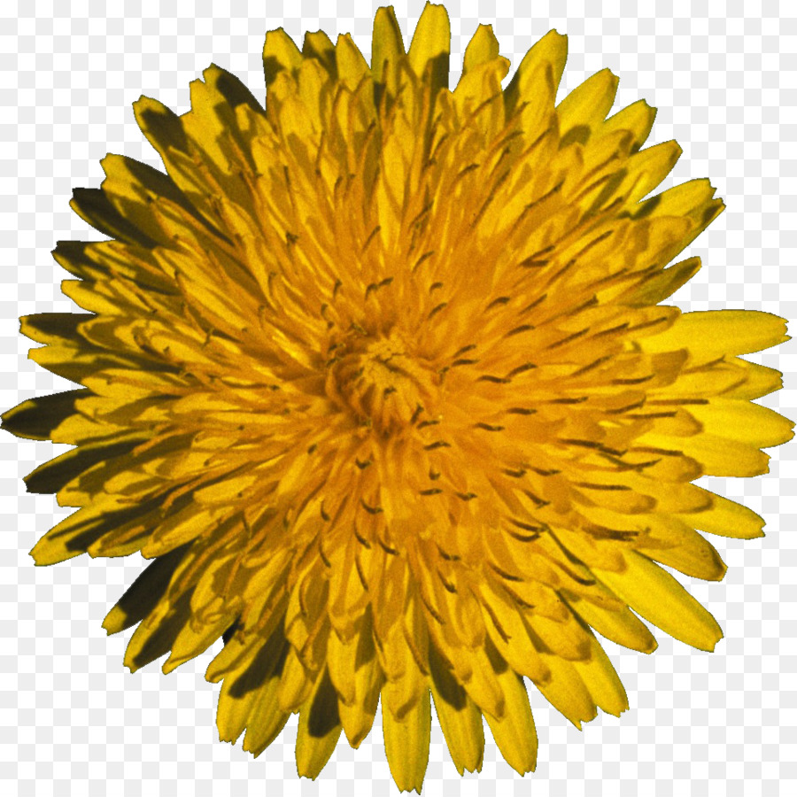 Dandelion，Bunga PNG