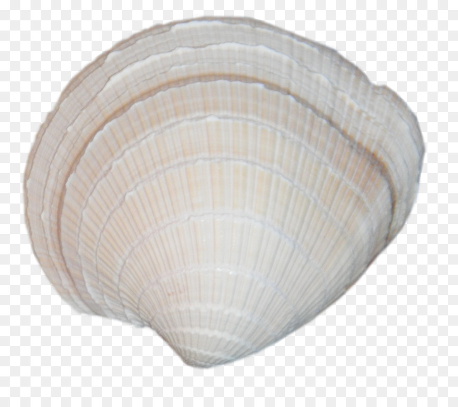 Kerang，Assateague Petualangan PNG