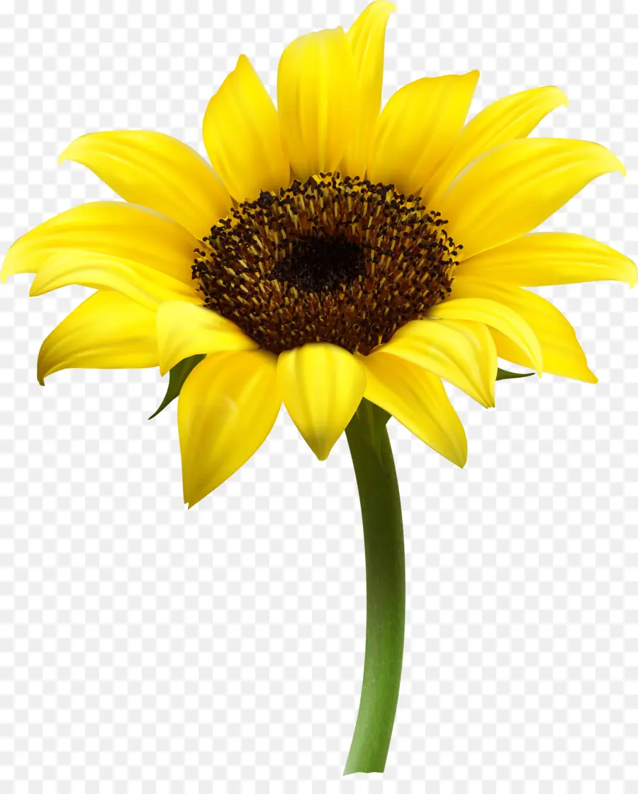 Umum Bunga Matahari，Dikemas Postscript PNG