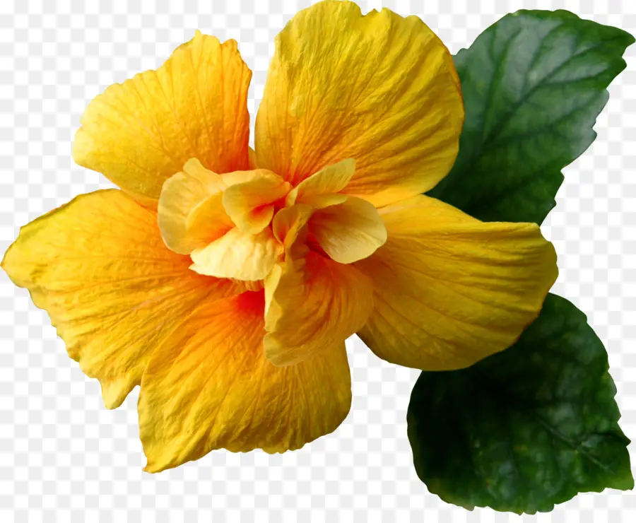 Bunga，Kuning PNG