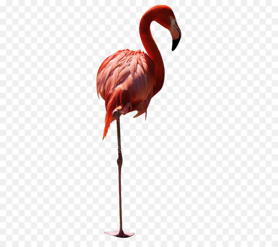 Flamingo，Berwarna Merah Muda PNG