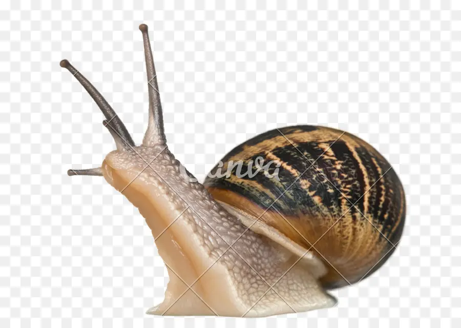 Siput，Moluska PNG