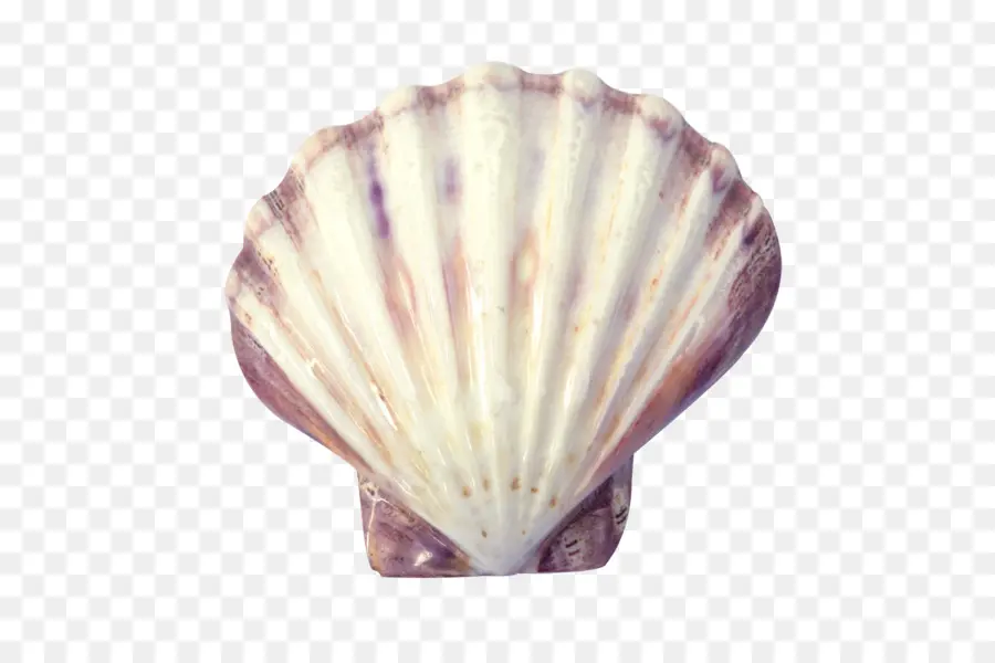 Kerang，Laut PNG