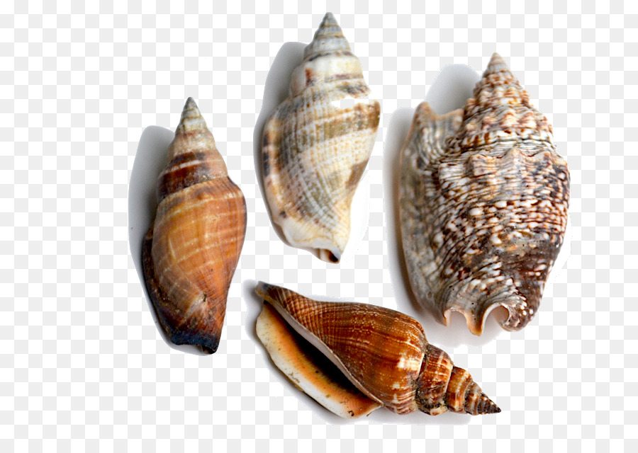 Kerang Berwarna Warni，Laut PNG