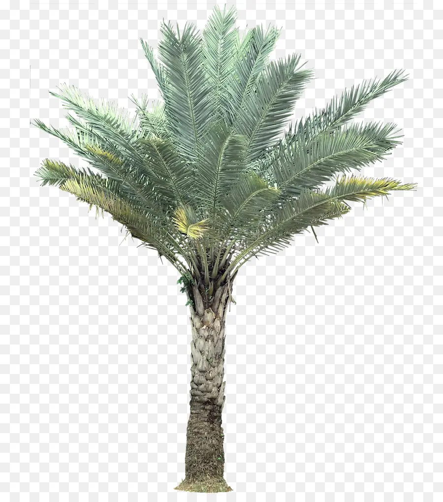 Silver Birch，Arecaceae PNG