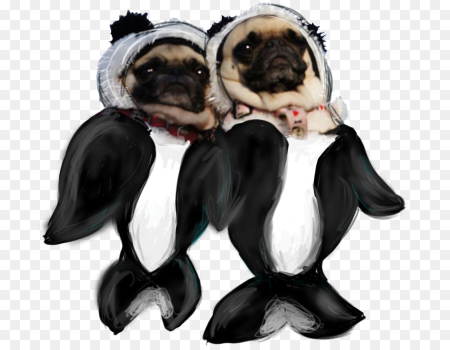 Pug，Boston Terrier PNG