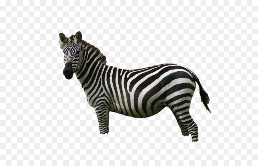 Zebra Berwarna Warni，Garis Garis PNG