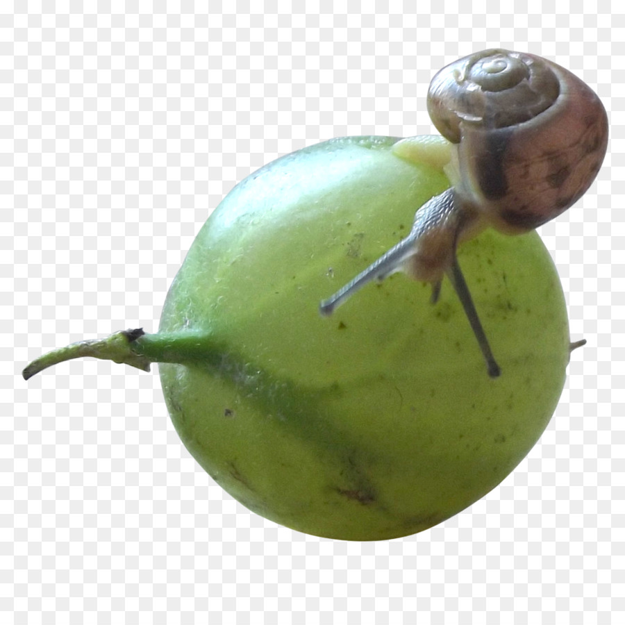 Gastropoda，Siput PNG