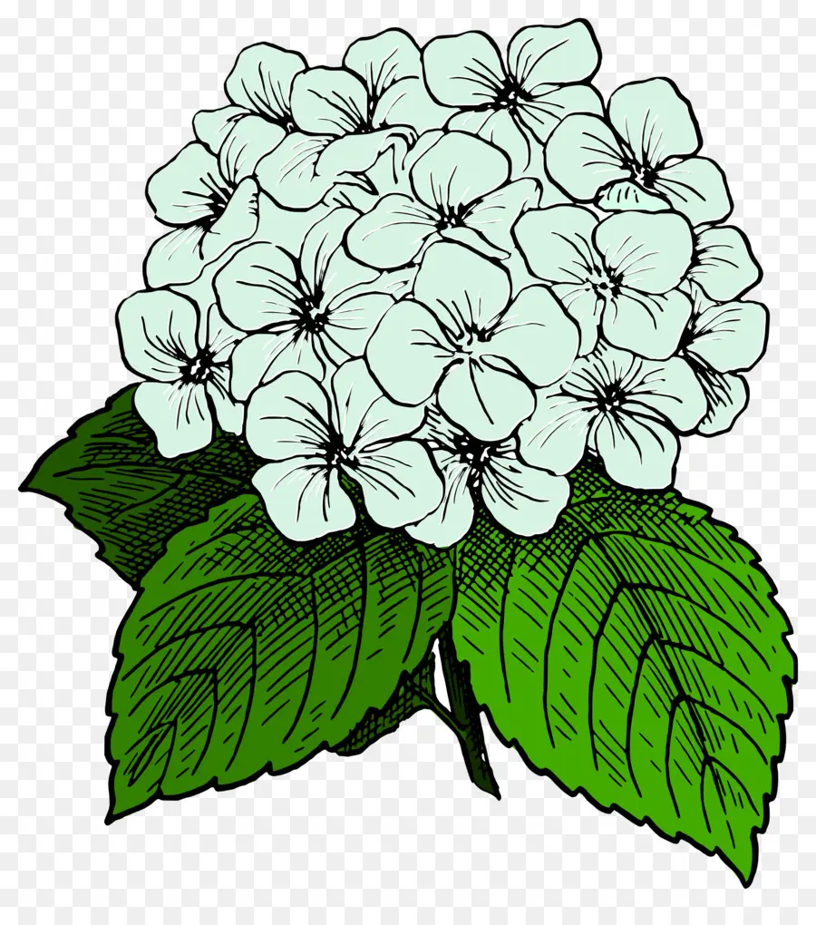 Hortensia，Mekar PNG