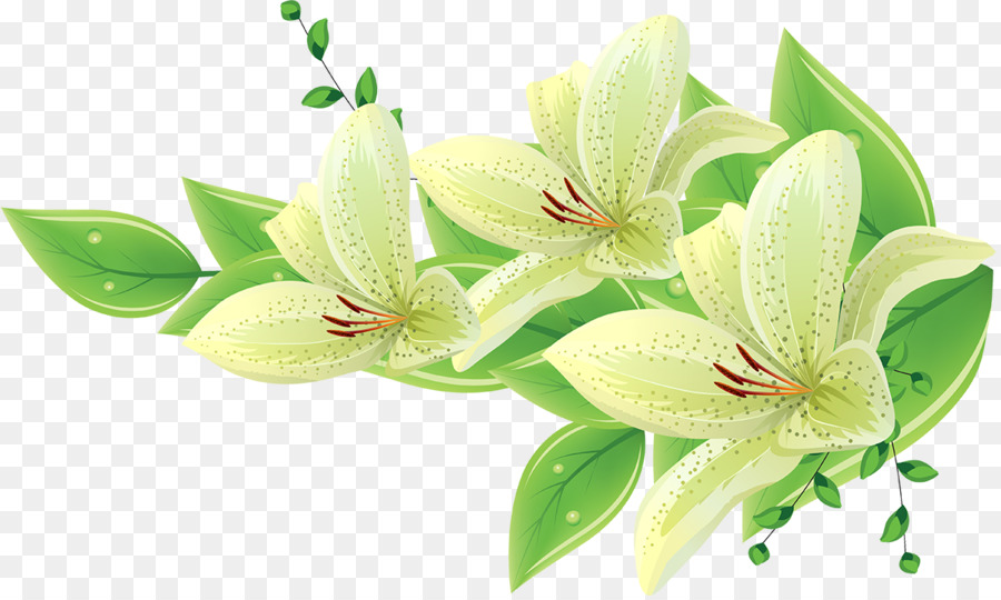 Bunga Lily，Mekar PNG