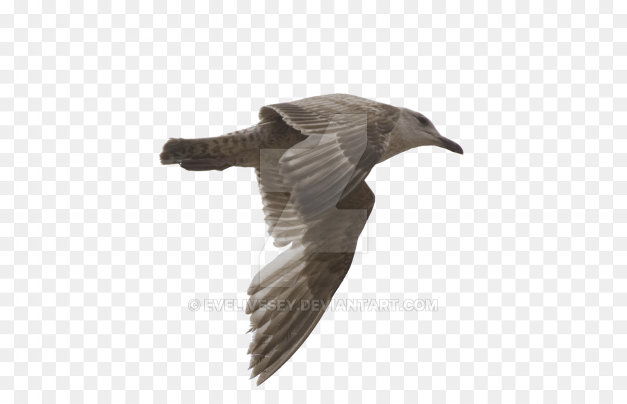 Camar，Burung PNG