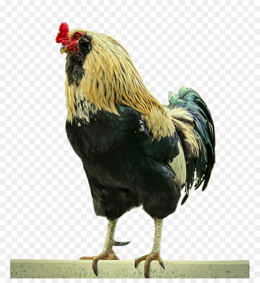 Ayam Coklat，Induk Ayam PNG