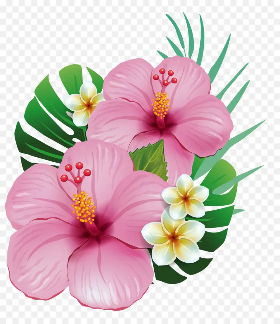 Hawaii，Shoeblackplant PNG