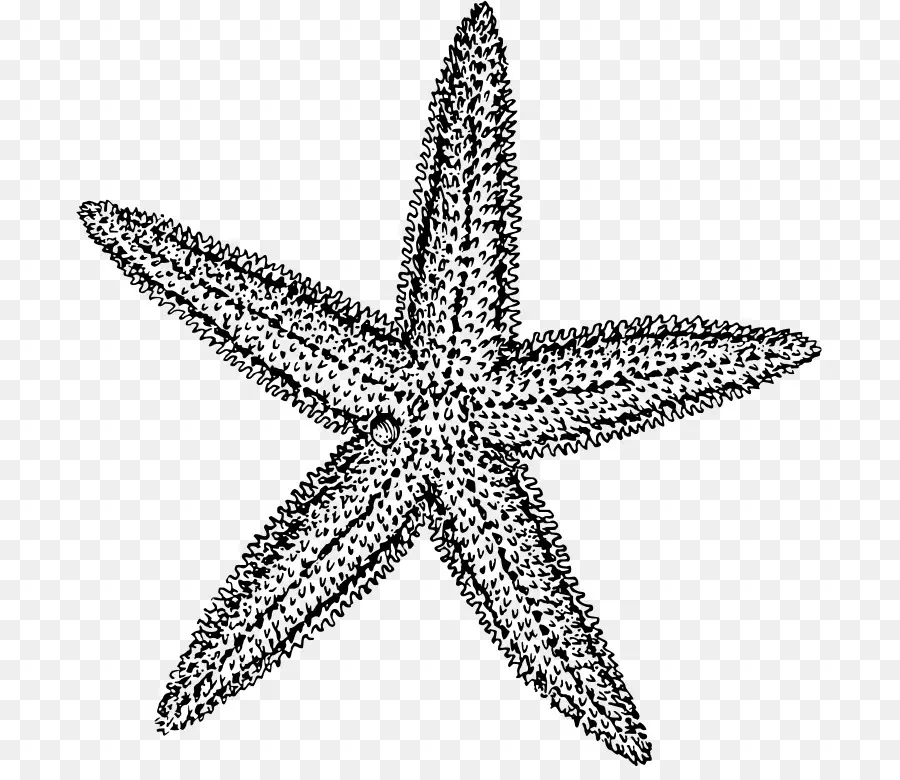 Bintang Laut，Hitam Dan Putih PNG