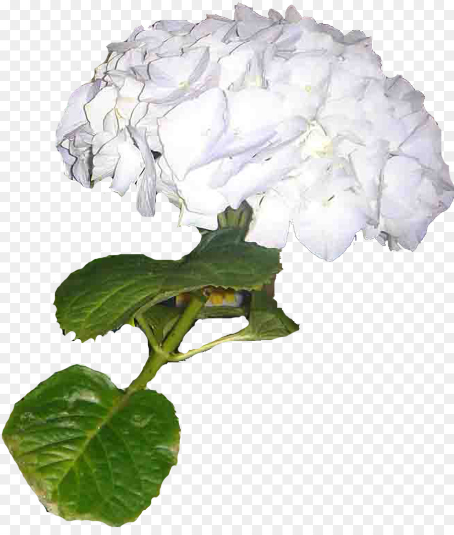 Hydrangea，Liveinternet PNG