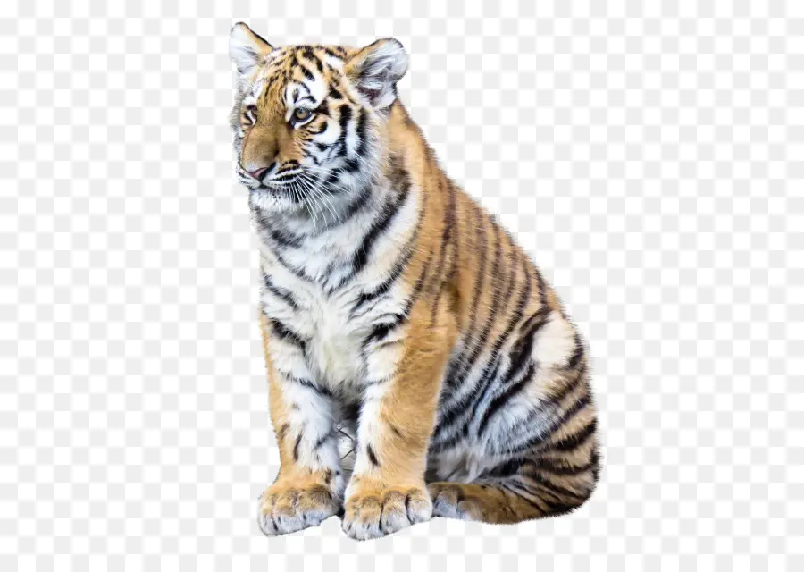 Anak Harimau，Bergaris PNG