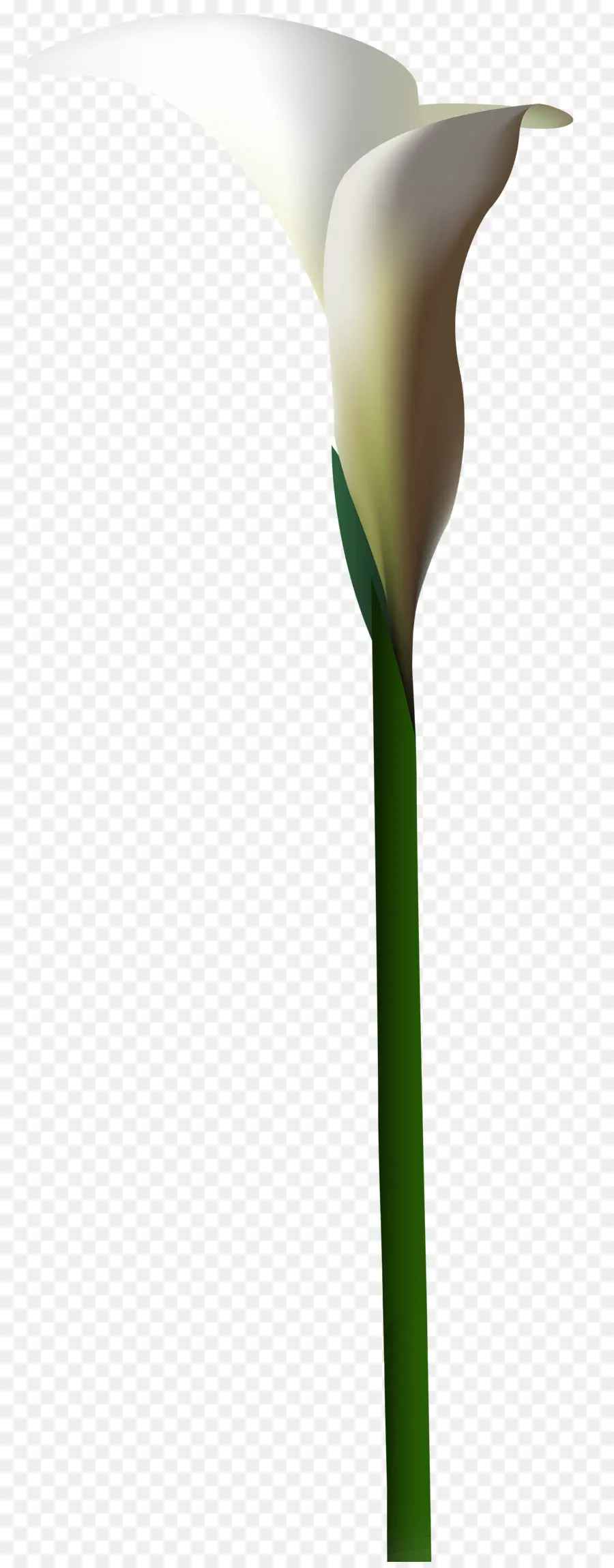 Calla Lily，Bunga PNG